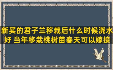 新买的君子兰移栽后什么时候浇水好 当年移栽桃树苗春天可以嫁接吗